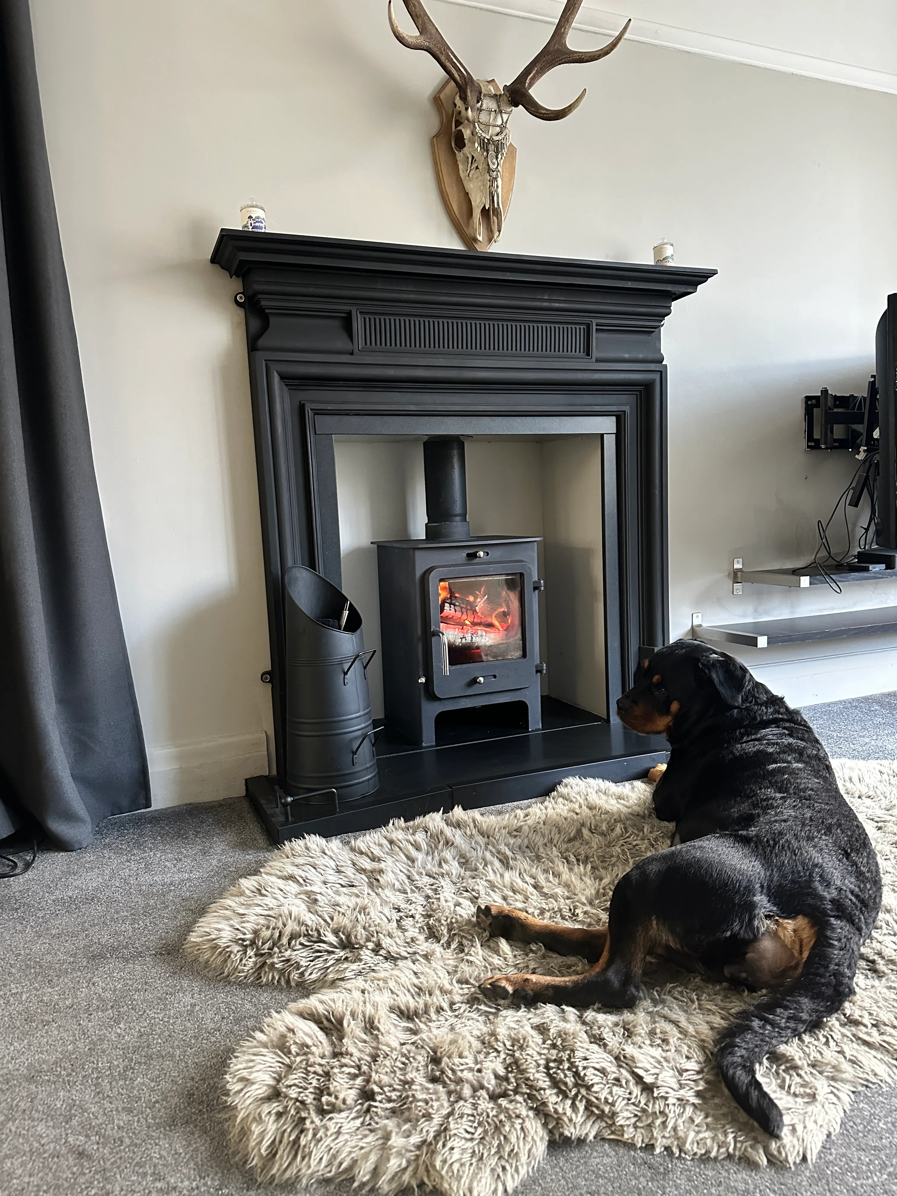 Dog resting beside a fitted black wood-burning stove